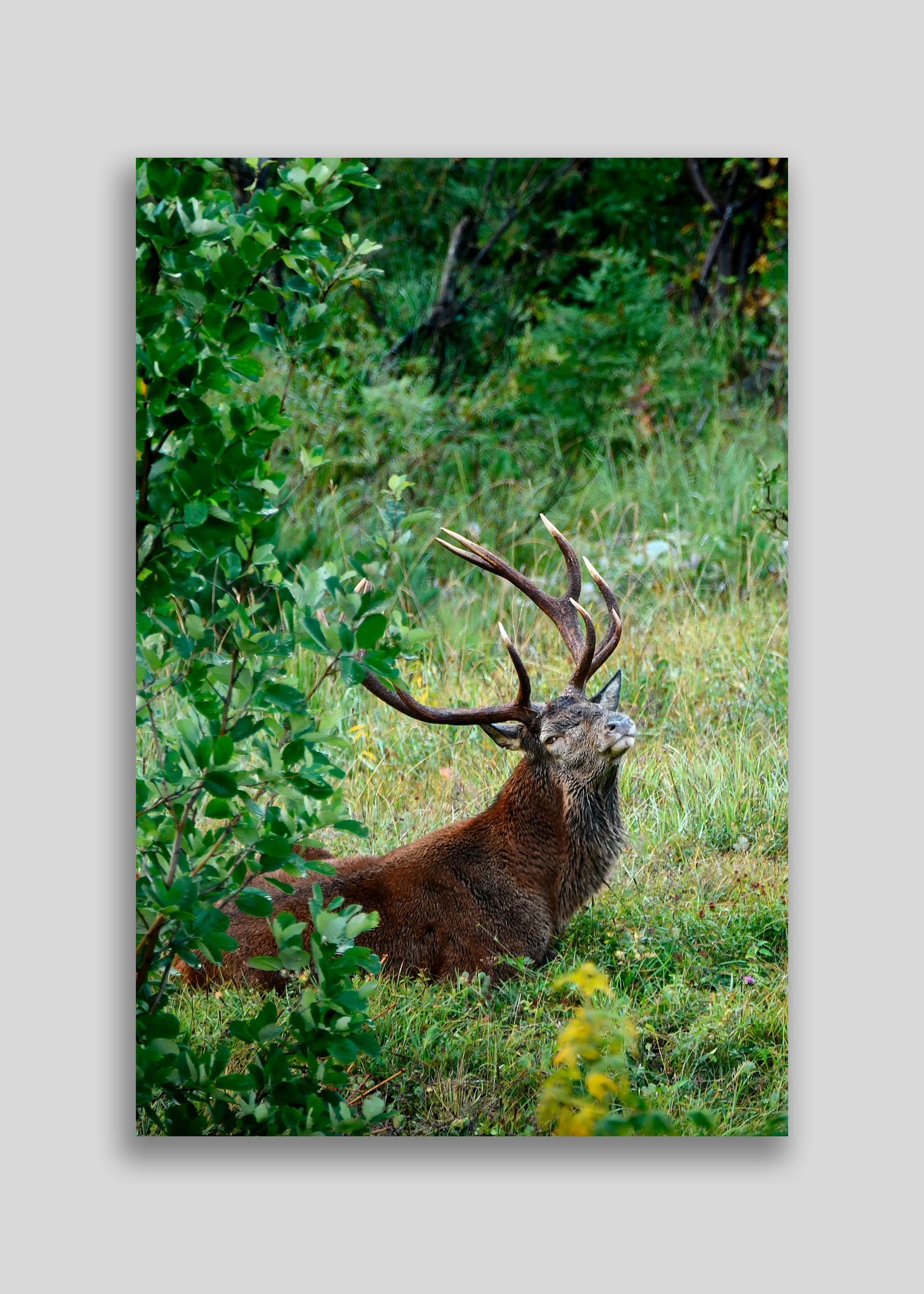 1508 - Cerf au repos - ALU DIBOND