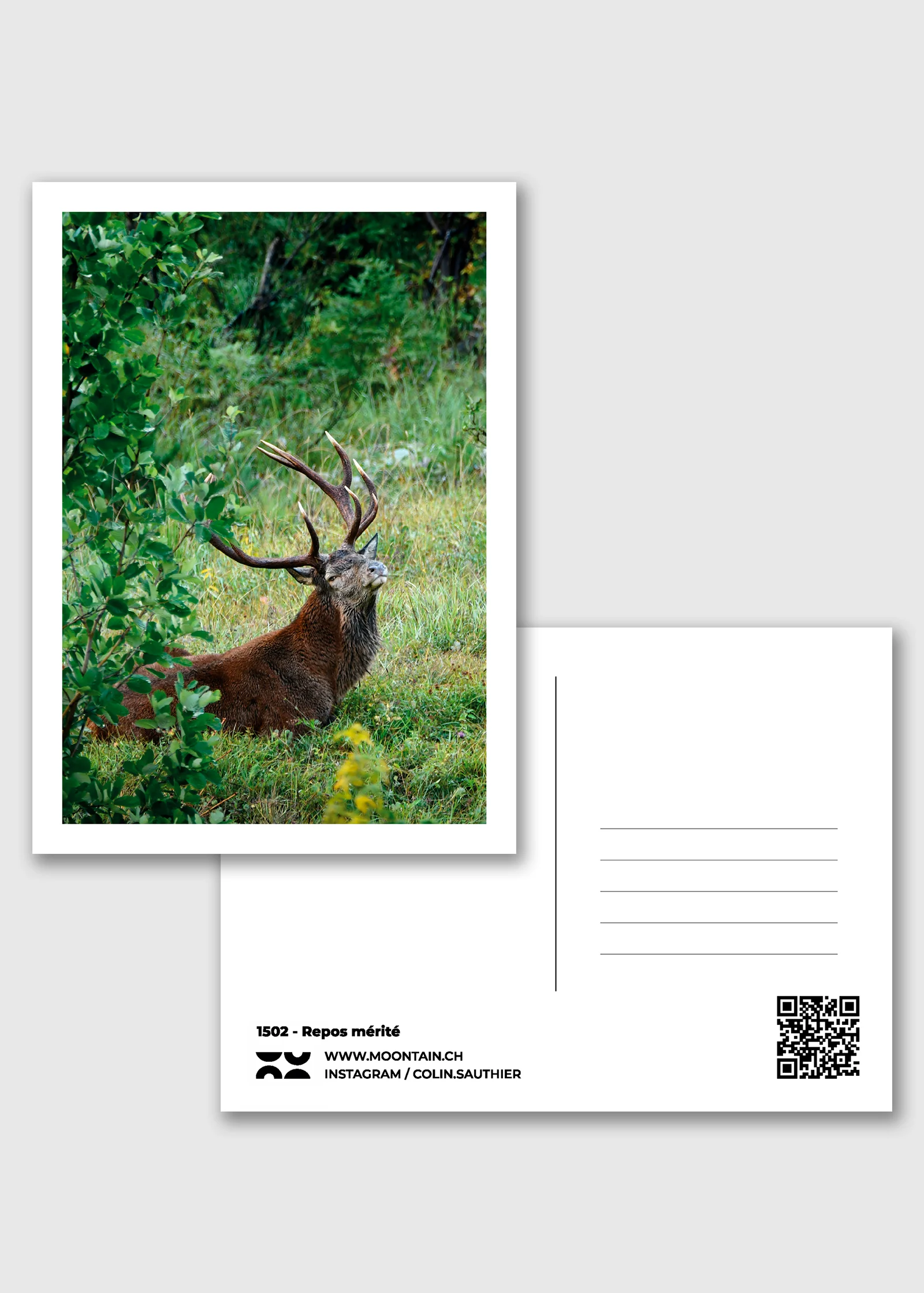 1508 - Cerf au repos - Collection