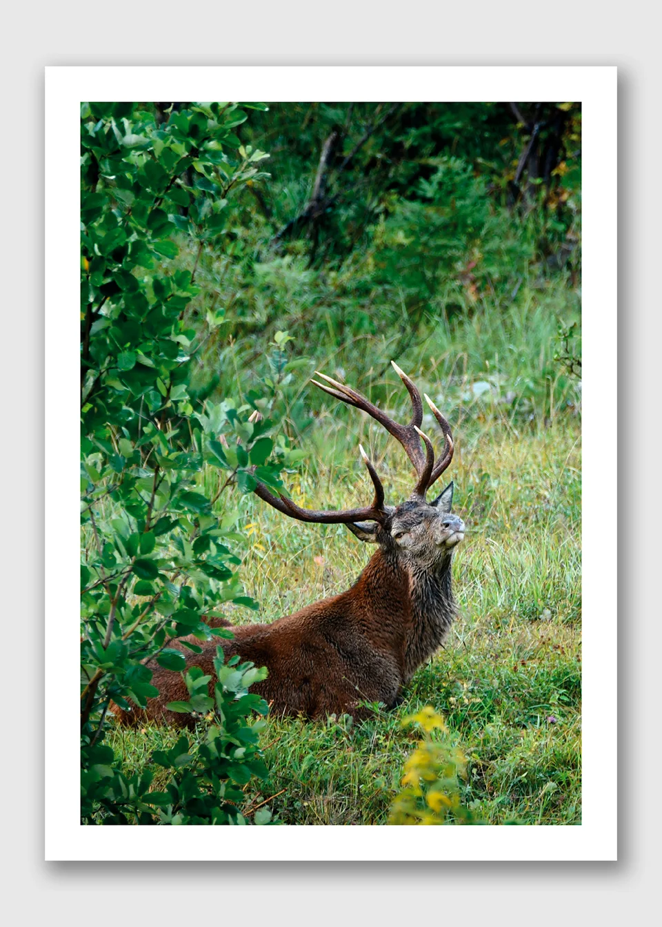 1508 - Cerf au repos - Recto