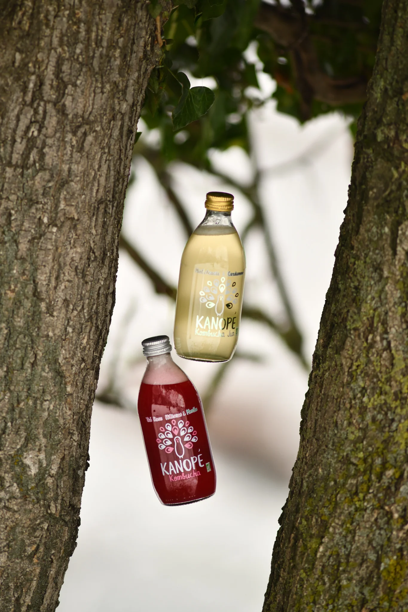 Kanope Kombucha — 12